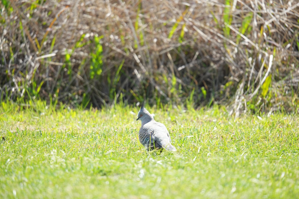 Crested Pigeon - ML641787037