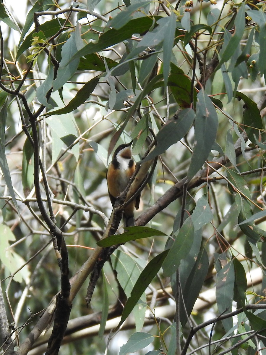 Eastern Spinebill - ML641787041
