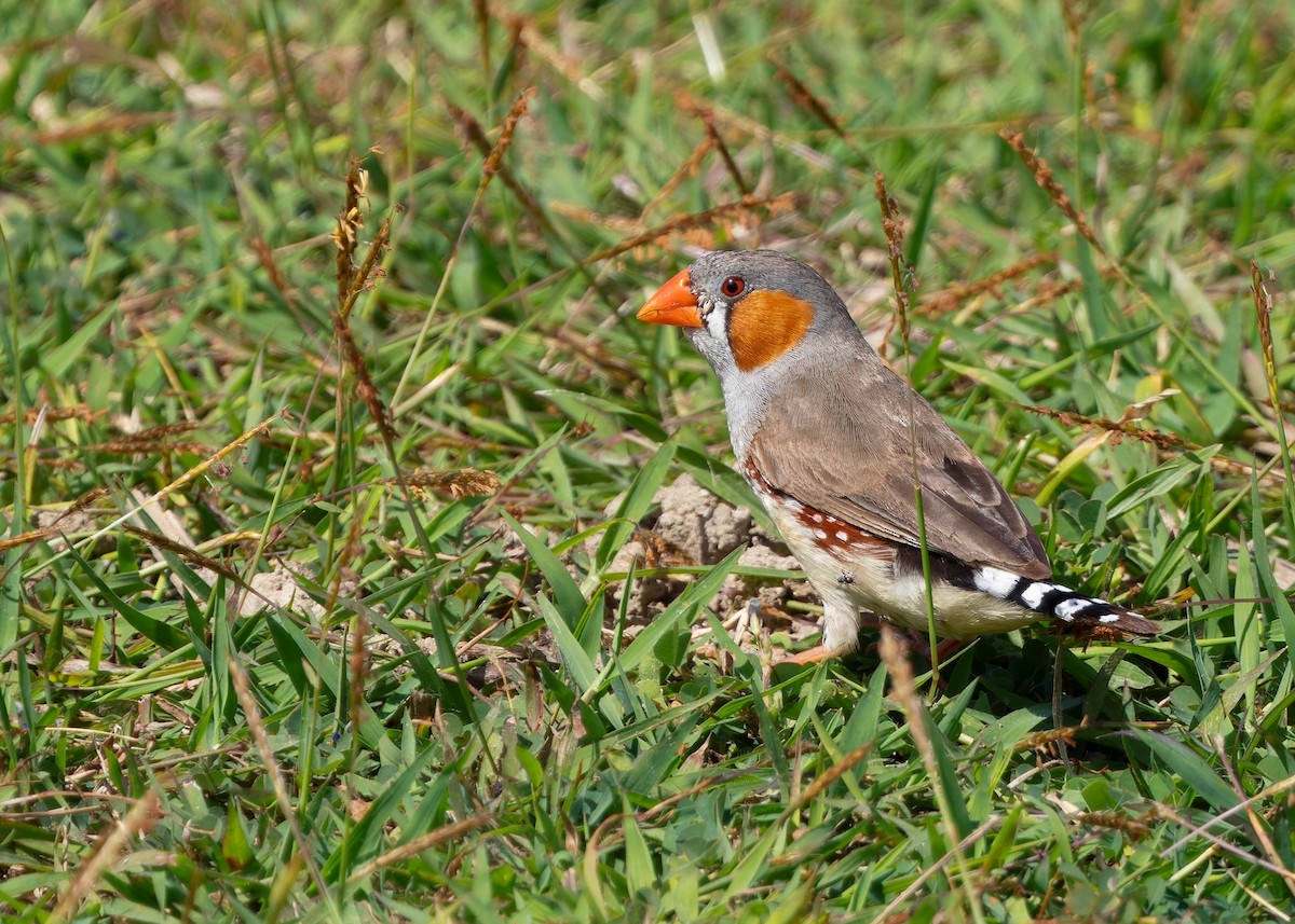 Zebra Finch (Lesser Sundas) - ML641787052