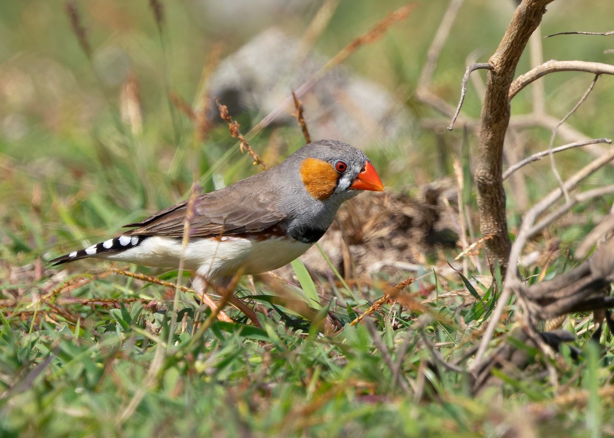 Zebra Finch (Lesser Sundas) - ML641787053