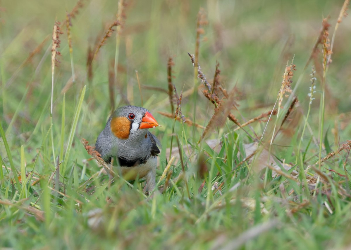 Zebra Finch (Lesser Sundas) - ML641787054