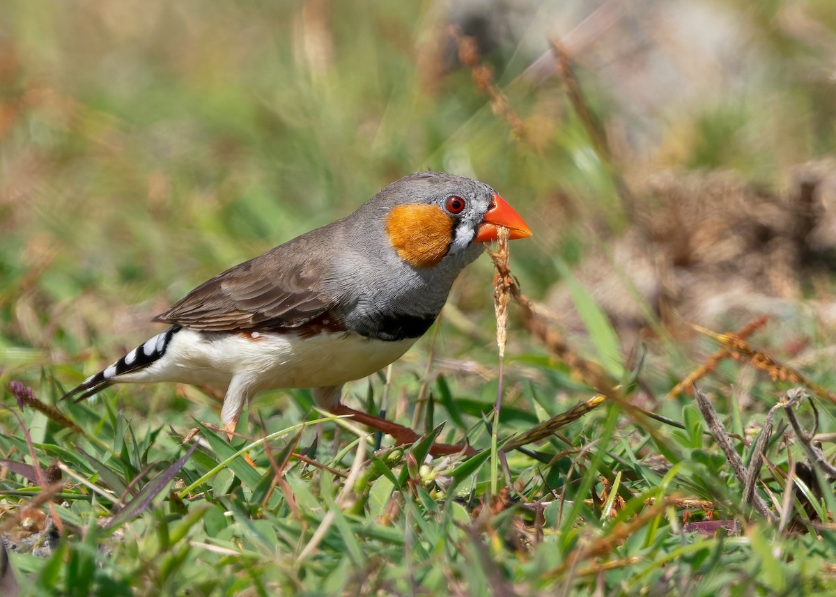 Zebra Finch (Lesser Sundas) - ML641787055