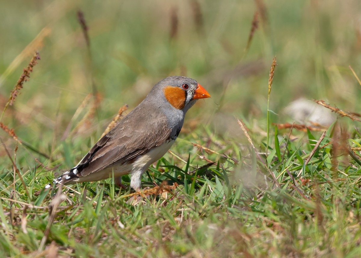 Zebra Finch (Lesser Sundas) - ML641787056
