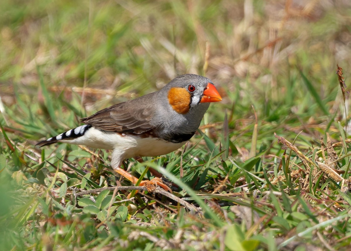 Zebra Finch (Lesser Sundas) - ML641787058