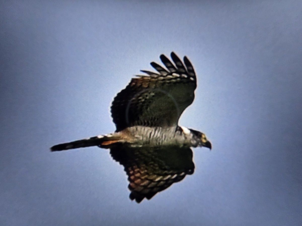Hook-billed Kite - ML641787061