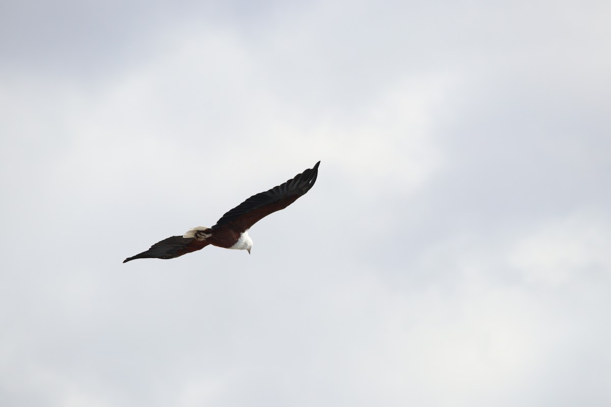 flodørn - ML641787070