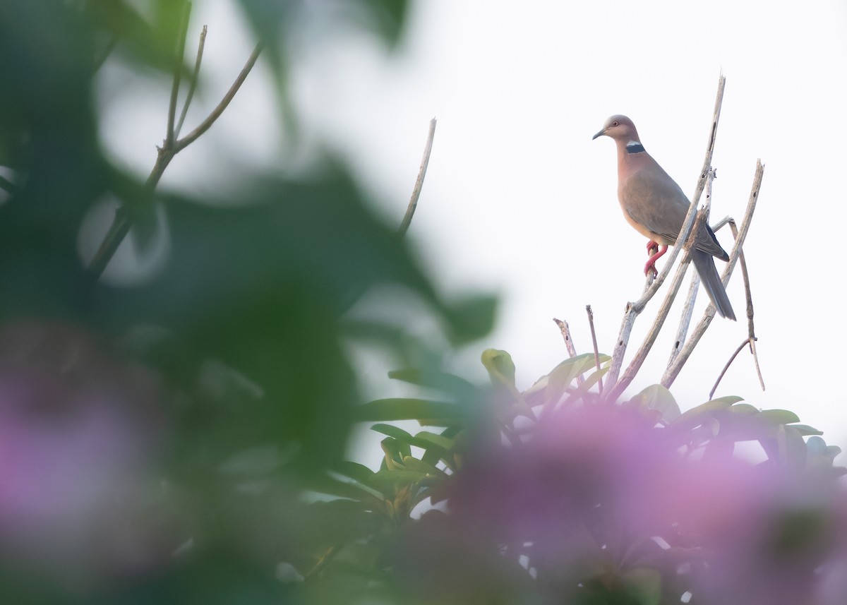 Sunda Collared-Dove - ML641787084