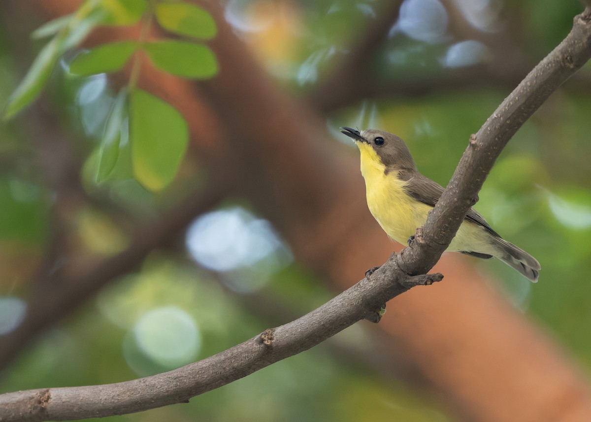 Golden-bellied Gerygone - ML641787088