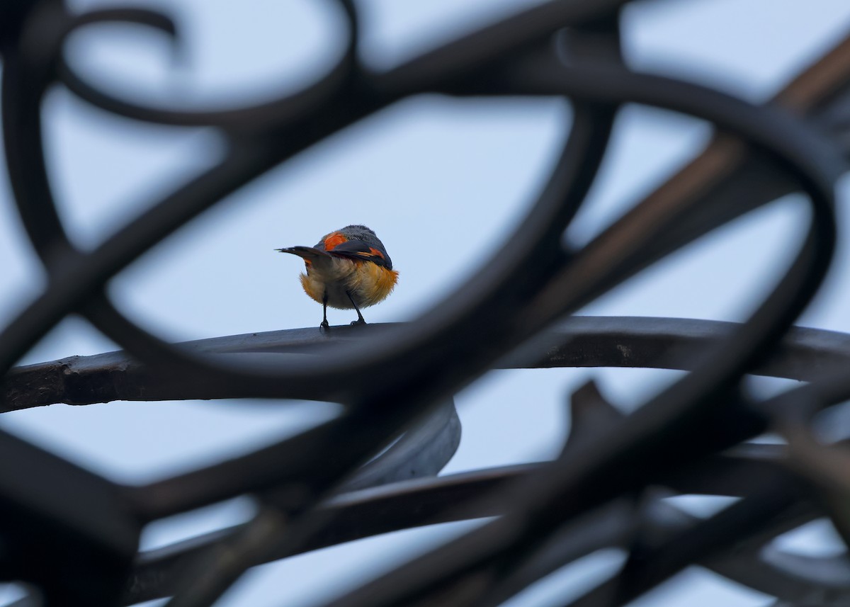 Small Minivet - ML641787091
