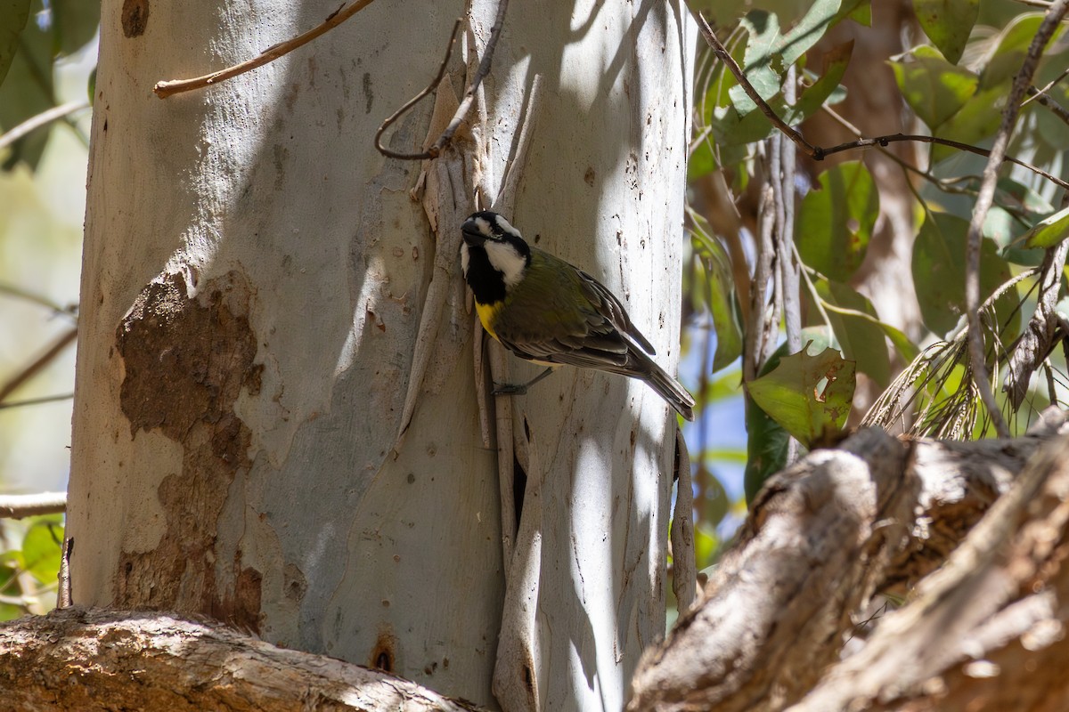 Eastern Shrike-tit - ML641787125