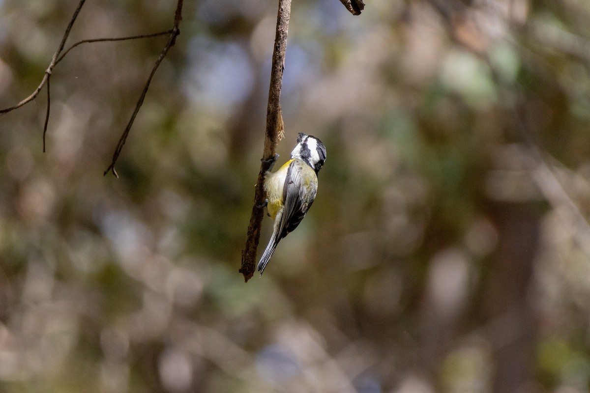 Eastern Shrike-tit - ML641787126