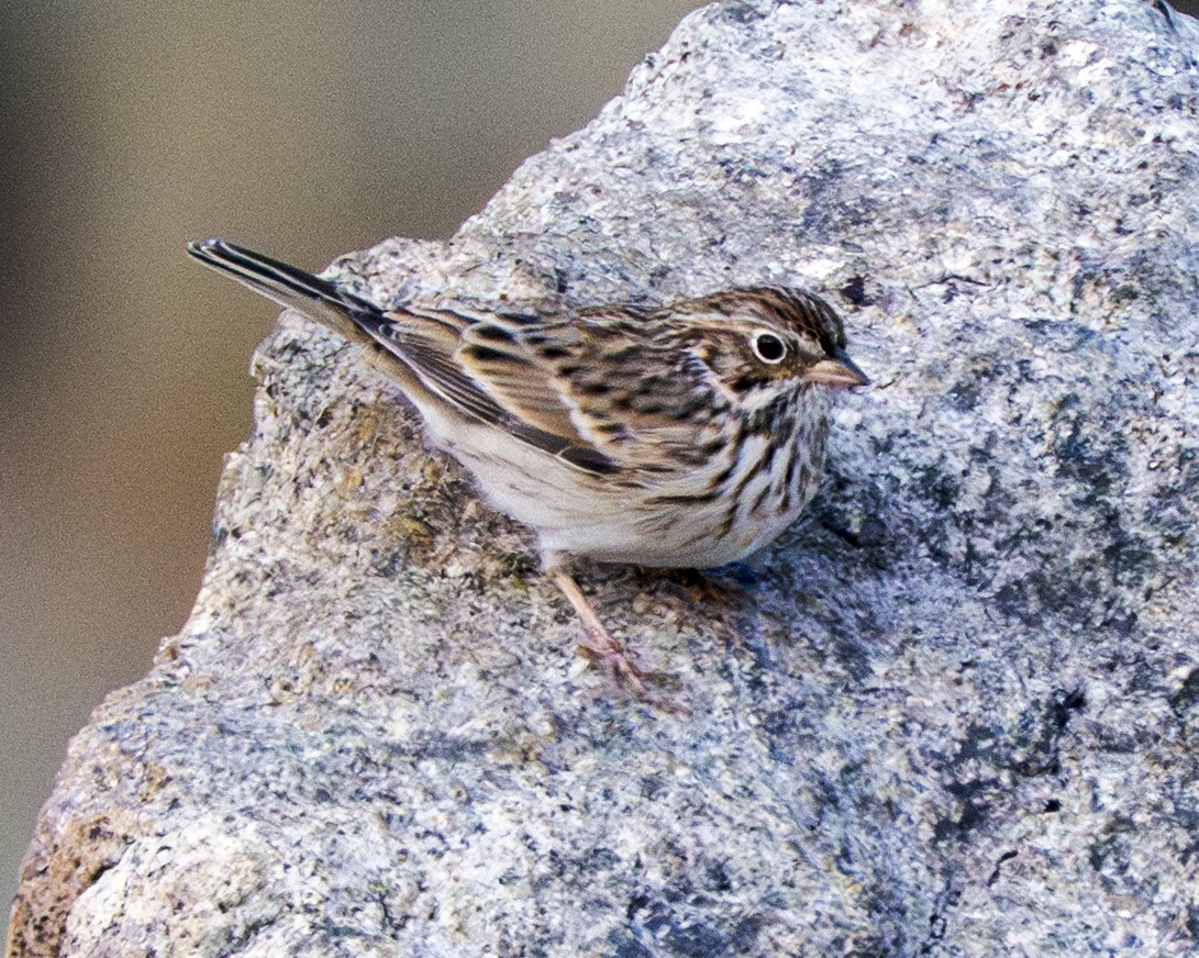 Vesper Sparrow - ML641787135