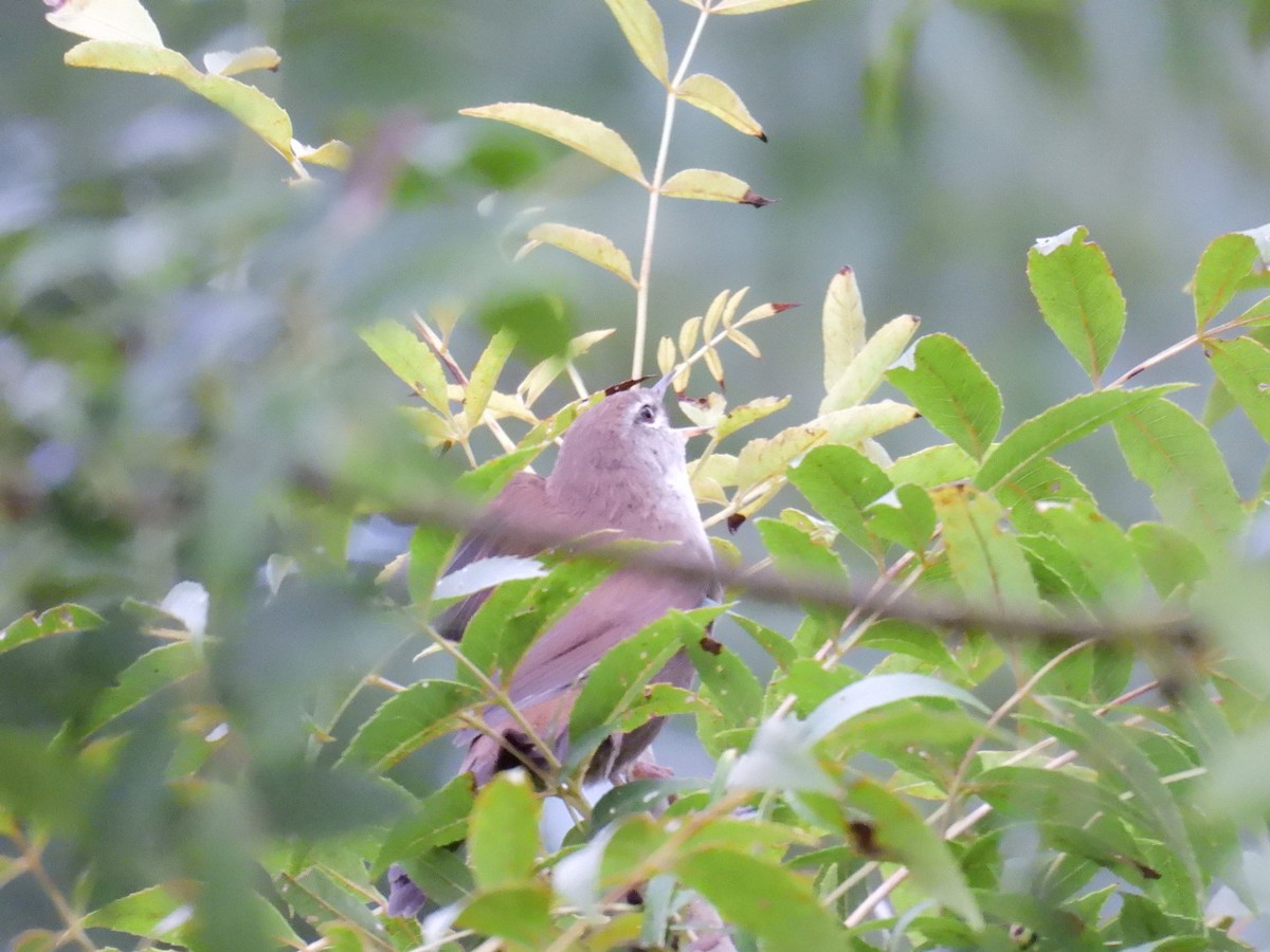 Cetti's Warbler - ML641787137