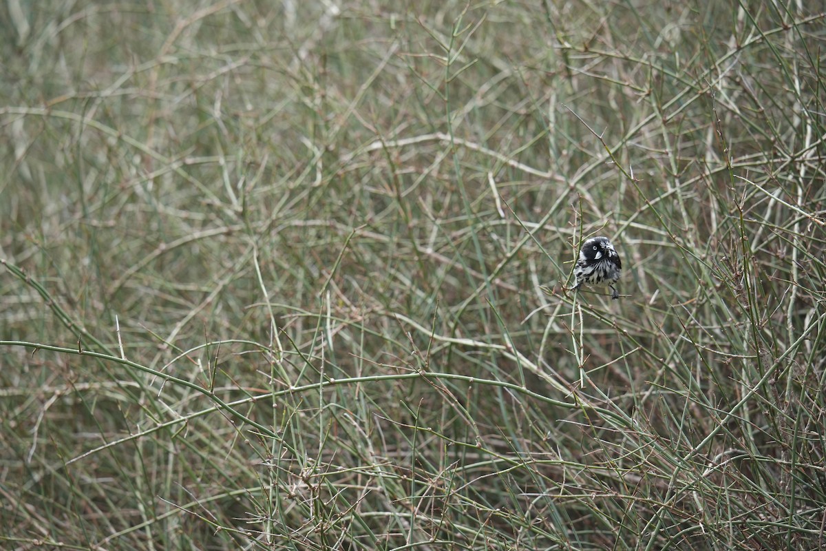 New Holland Honeyeater - ML641787159