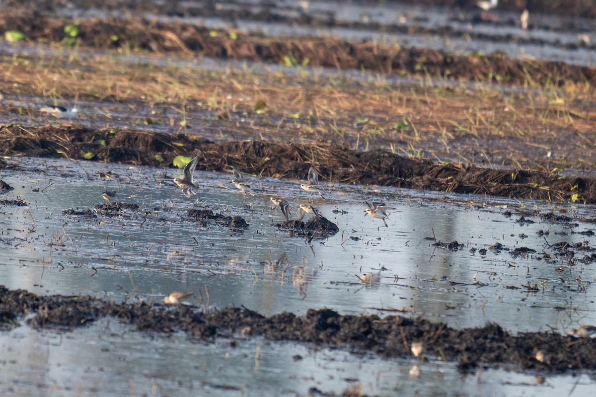 Tibetan Sand-Plover - ML641787160