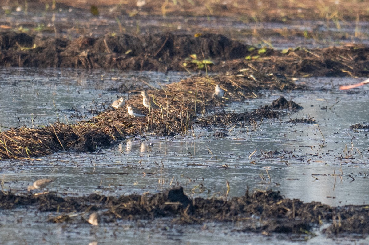 Tibetan Sand-Plover - ML641787161