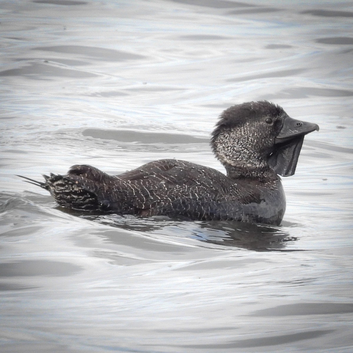 Musk Duck - ML641787169