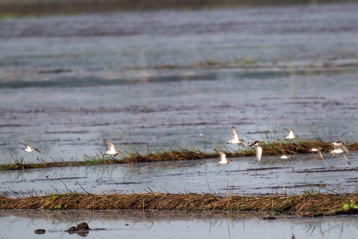 Tibetan Sand-Plover - ML641787171