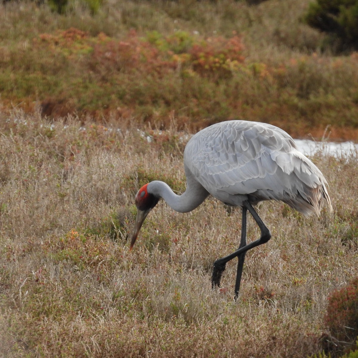 Brolga - ML641787174