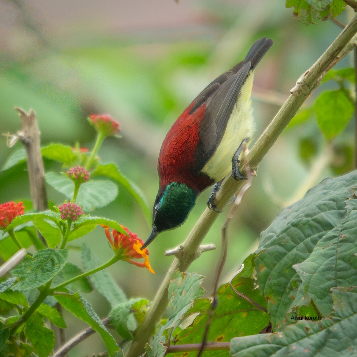 Crimson-backed Sunbird - ML641787180