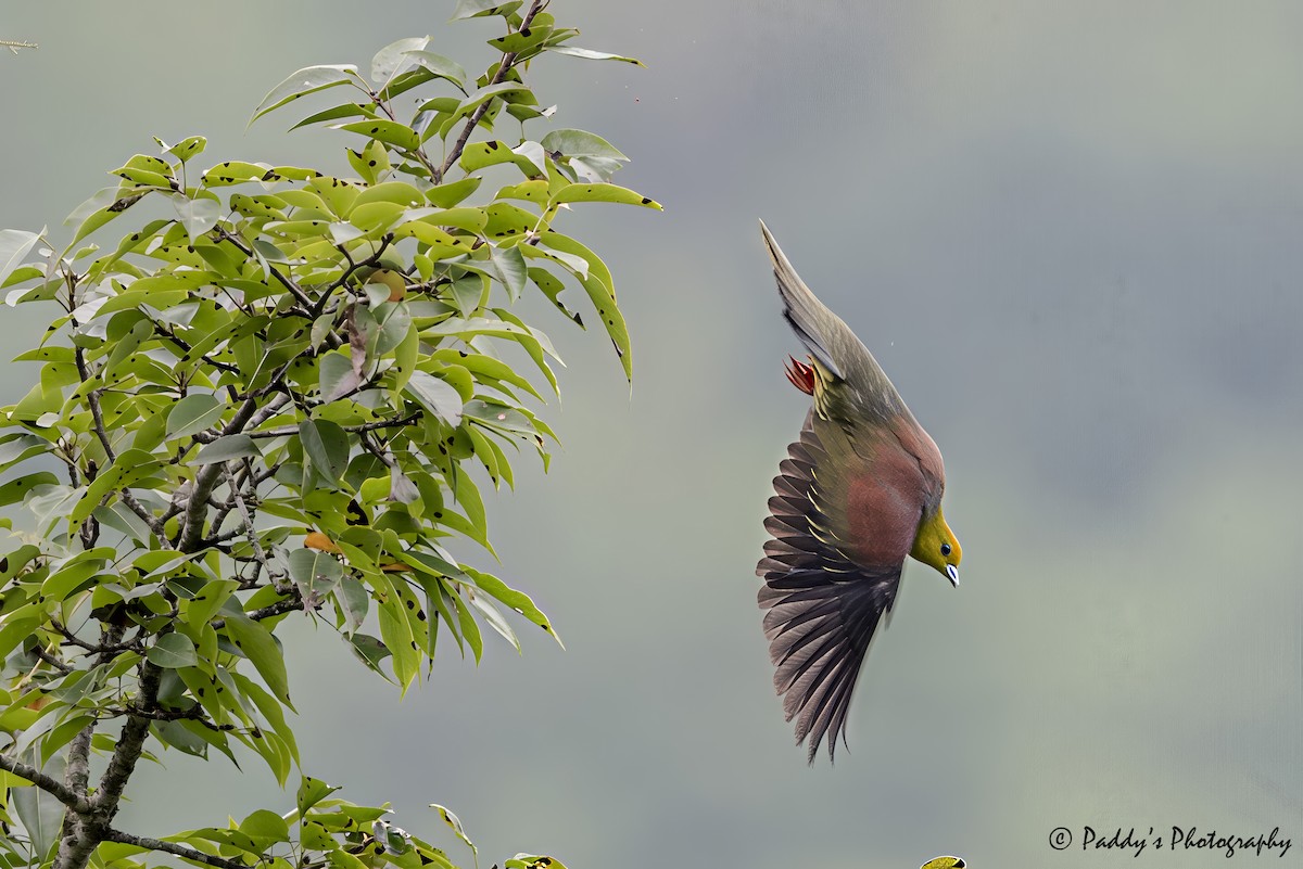 Wedge-tailed Green-Pigeon - ML641787192