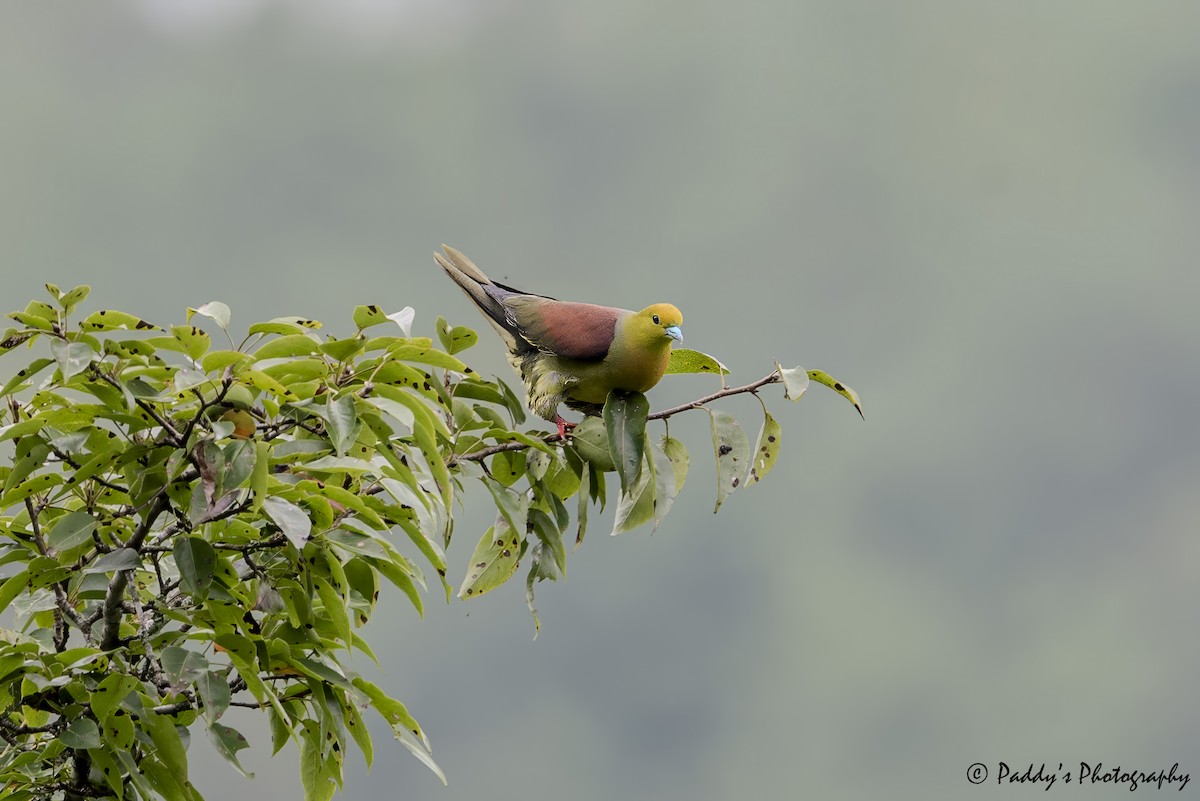 Wedge-tailed Green-Pigeon - ML641787193