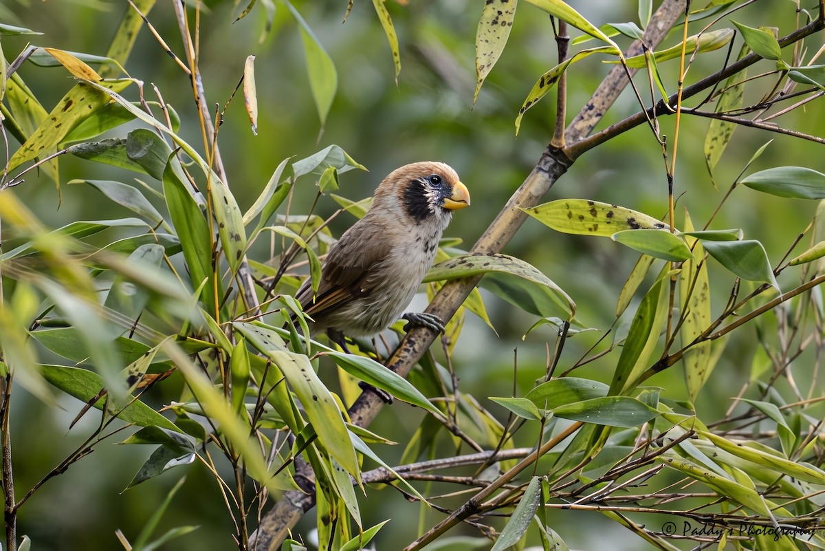Spot-breasted Parrotbill - ML641787201