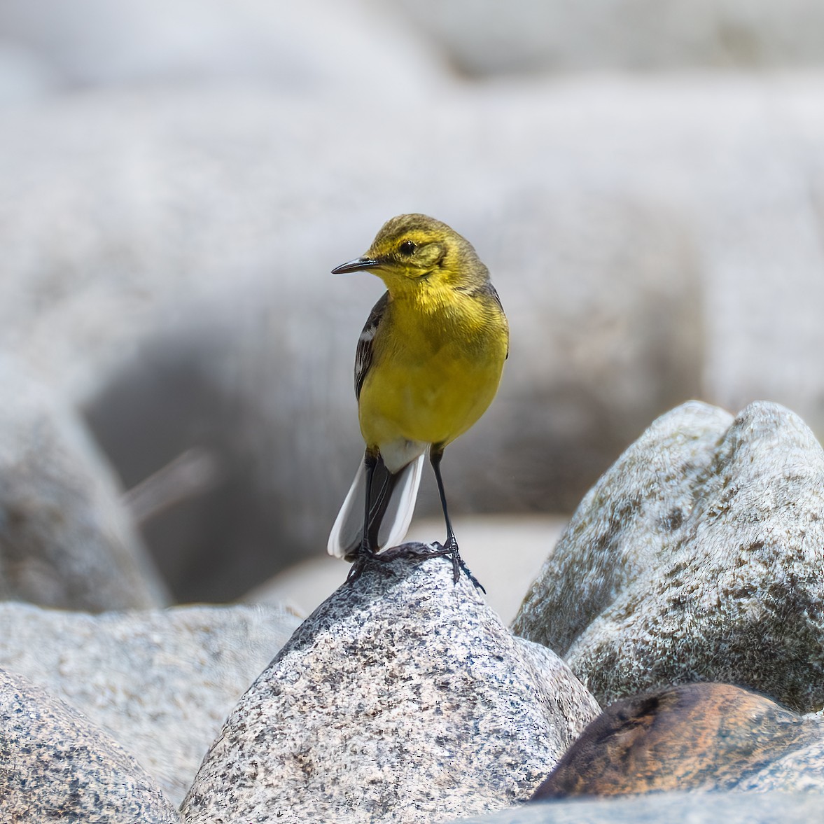 Citrine Wagtail - ML641787207