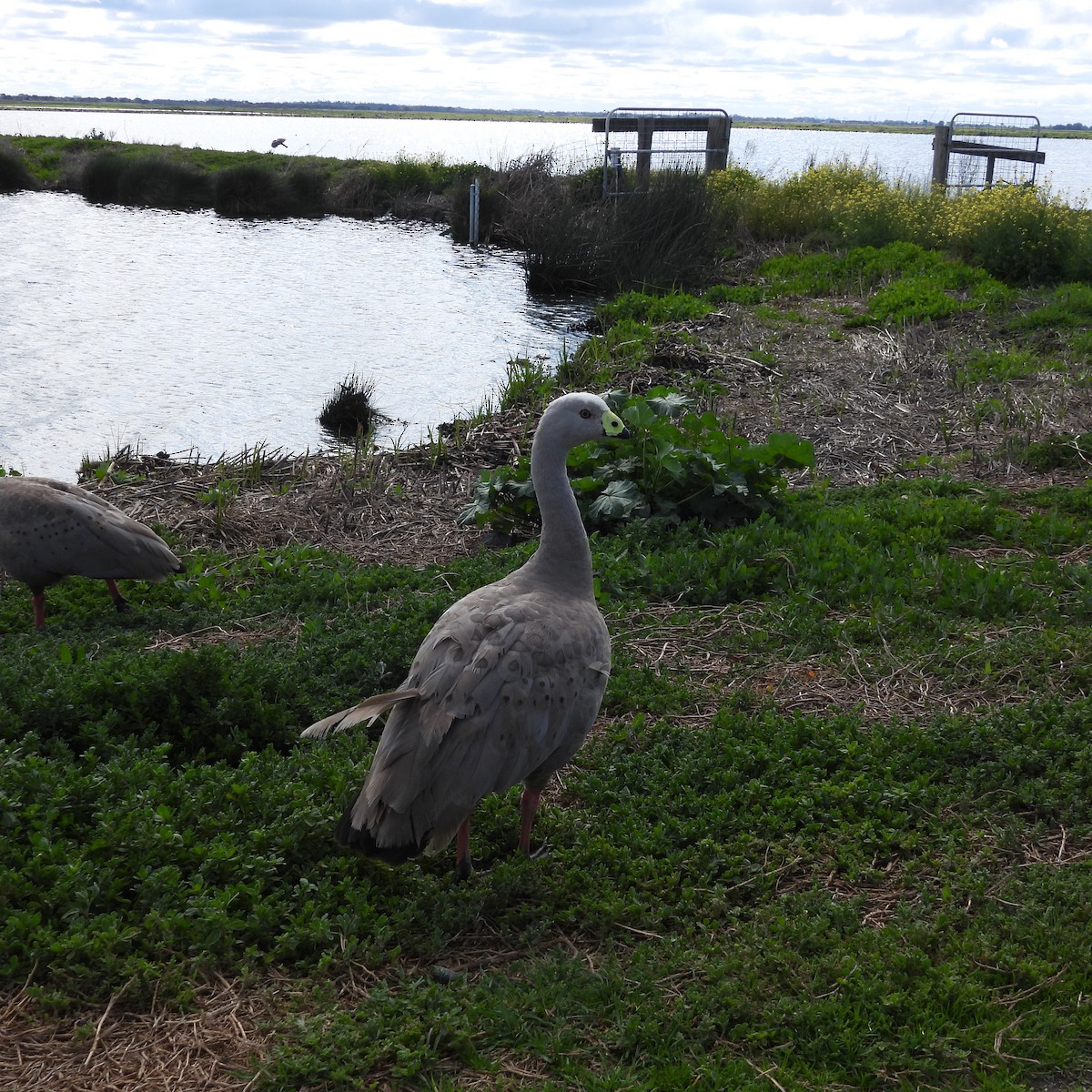 Cape Barren Goose - ML641787228