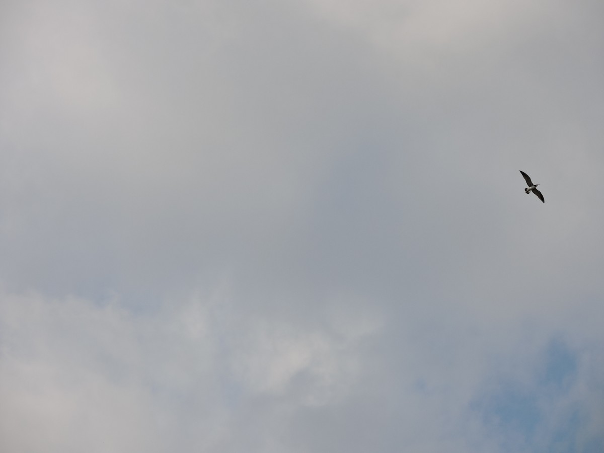Laughing Gull - ML641787259