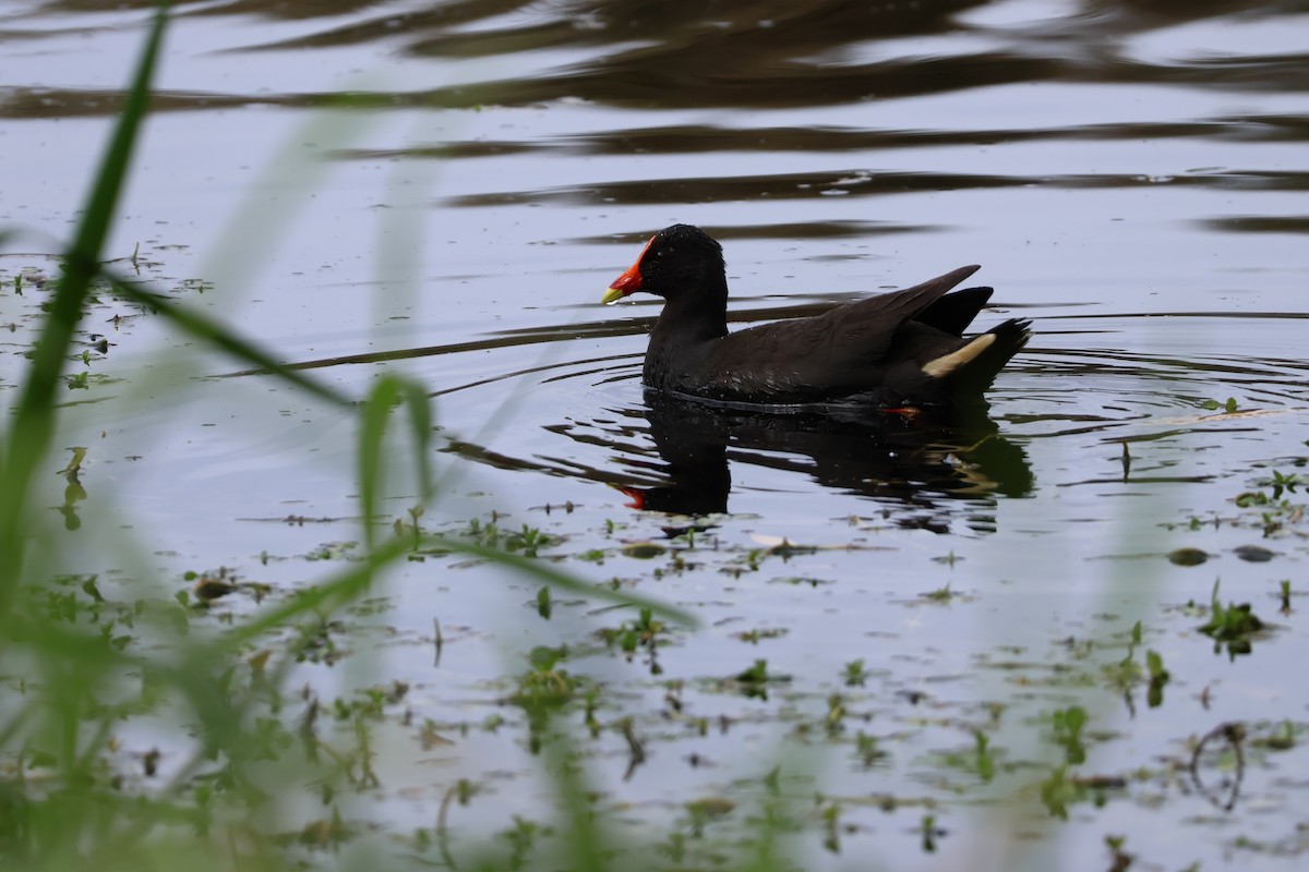 Dusky Moorhen - ML641787270