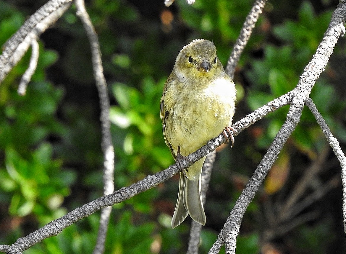 Citril Finch - ML641787297