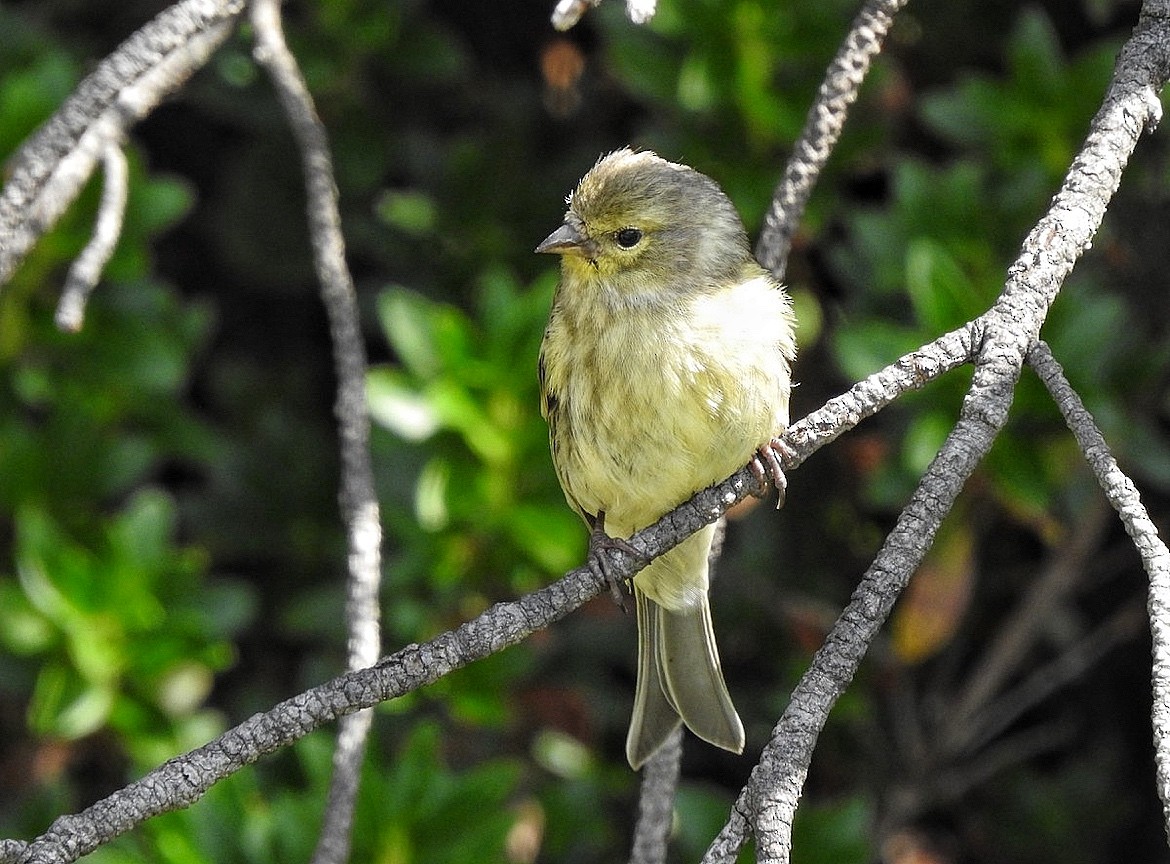 Citril Finch - ML641787298