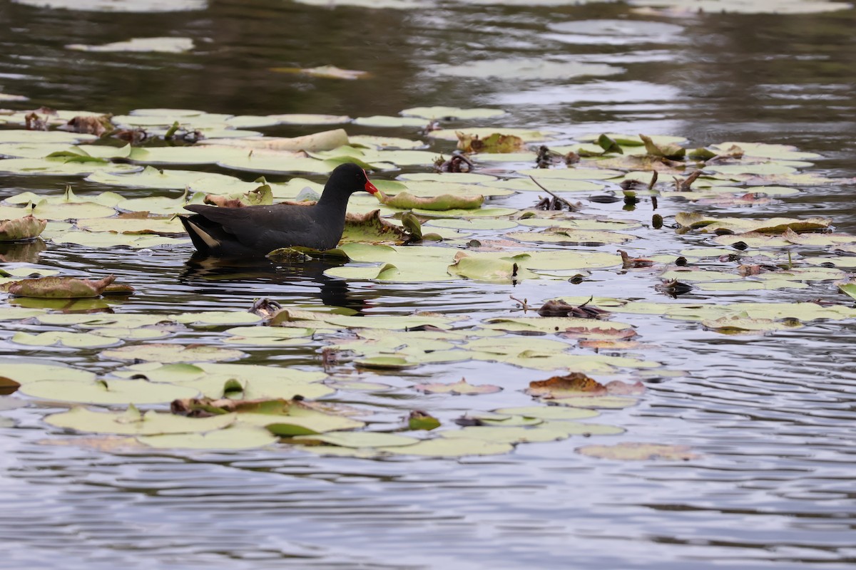 Dusky Moorhen - ML641787300
