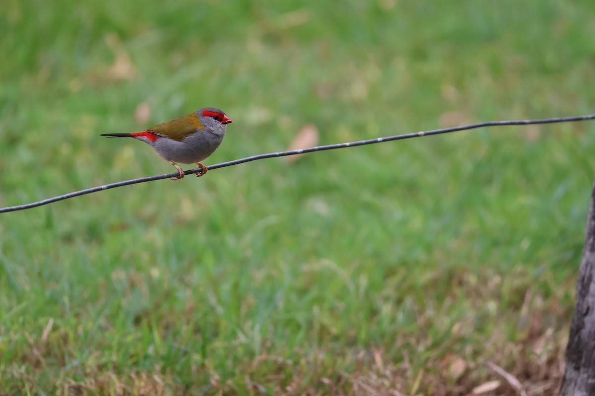 Red-browed Firetail - ML641787307