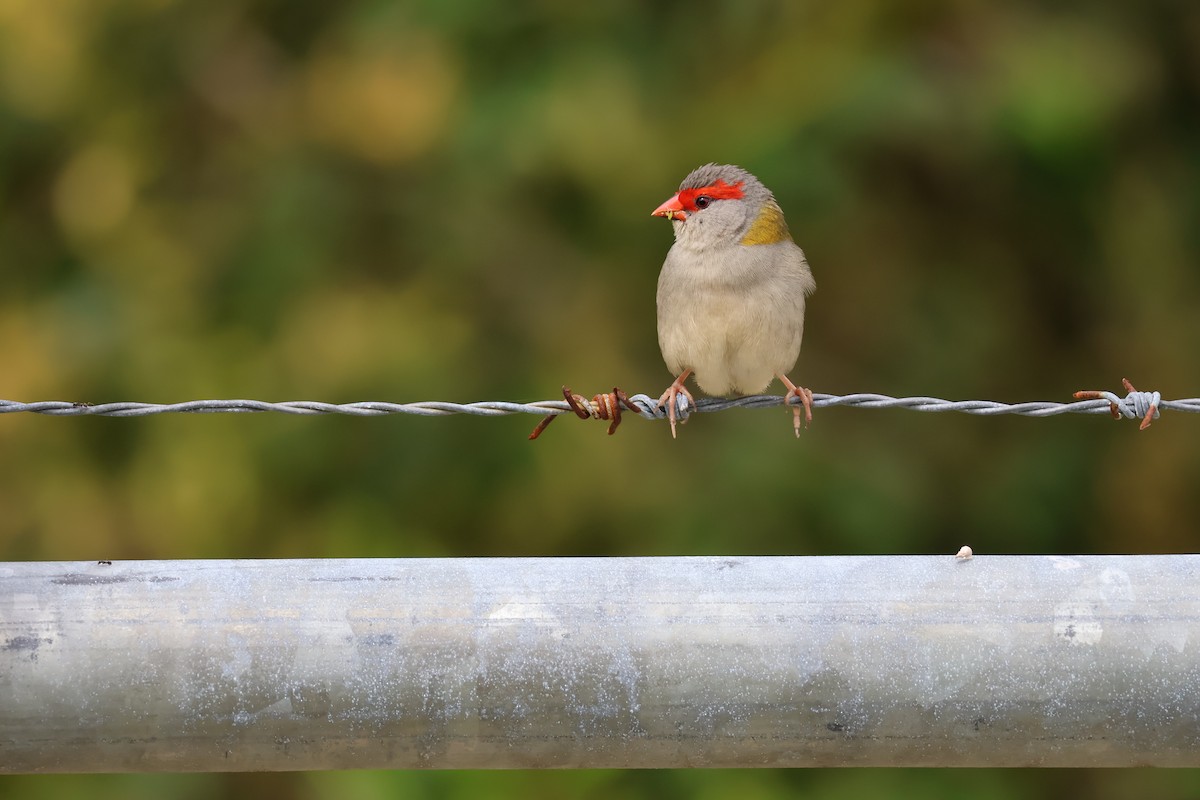 Red-browed Firetail - ML641787308