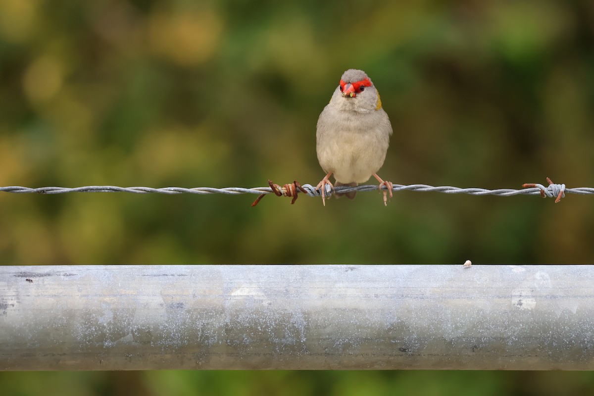 Red-browed Firetail - ML641787309