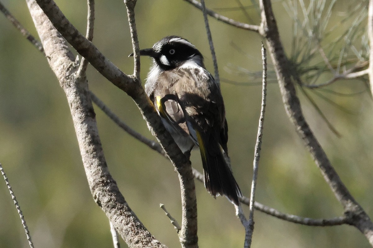 New Holland Honeyeater - ML641787334
