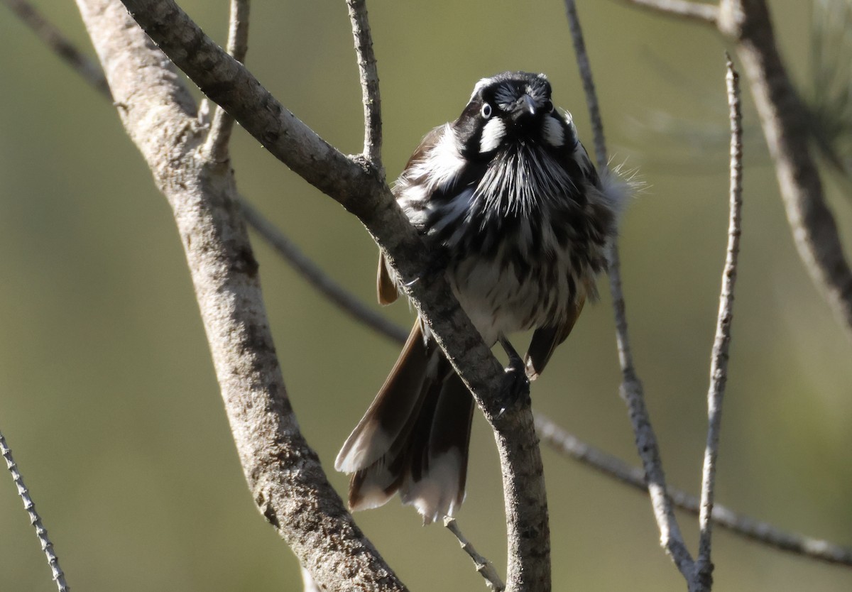 New Holland Honeyeater - ML641787335