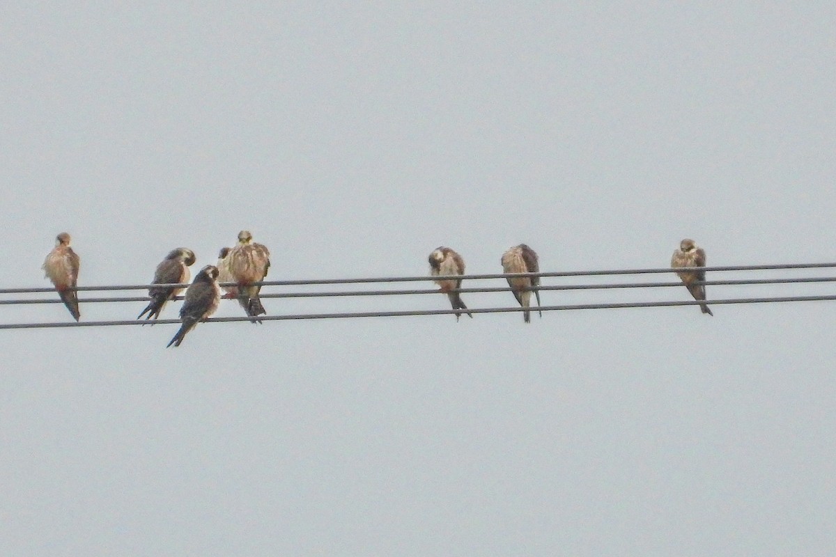 Falco cuculo - ML641787367