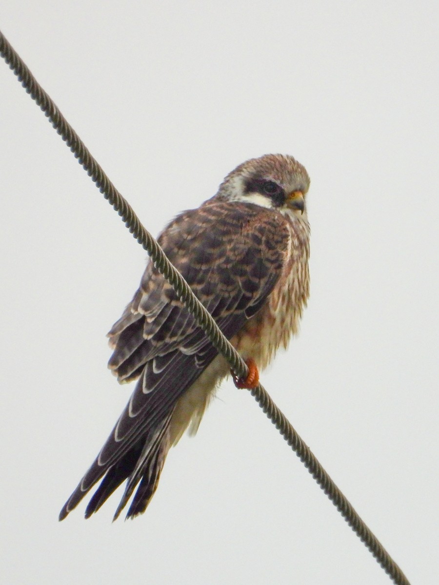 Falco cuculo - ML641787368