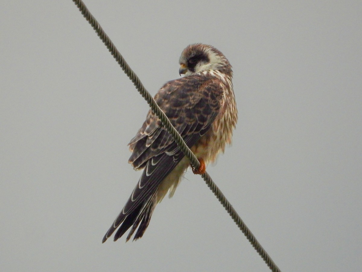 Falco cuculo - ML641787369