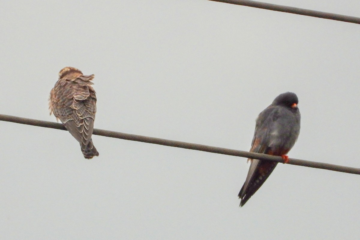 Falco cuculo - ML641787371