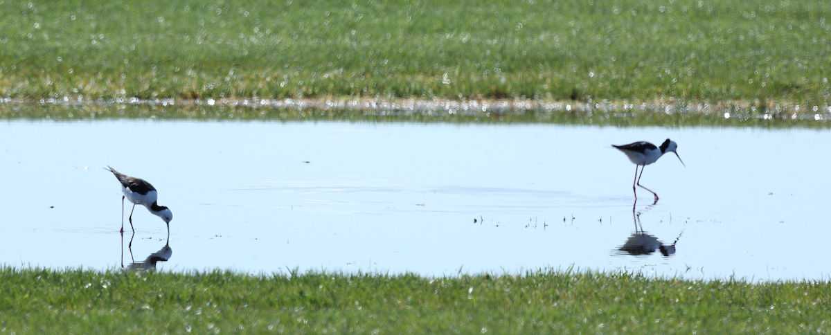 Pied Stilt - ML641787376