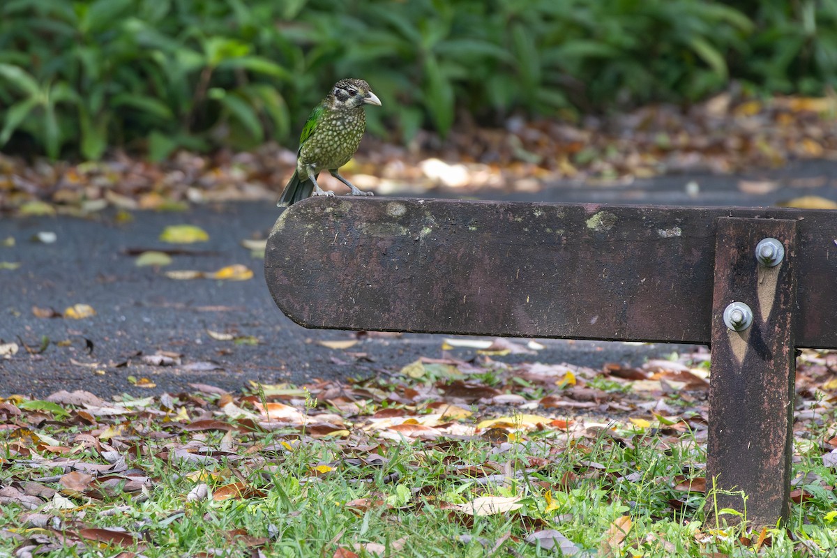 Spotted Catbird - ML641787379