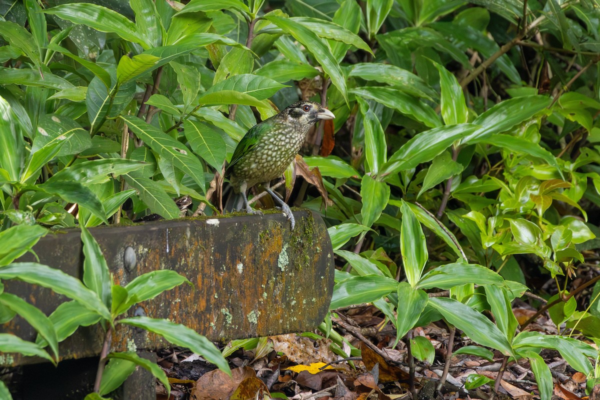 Spotted Catbird - ML641787380