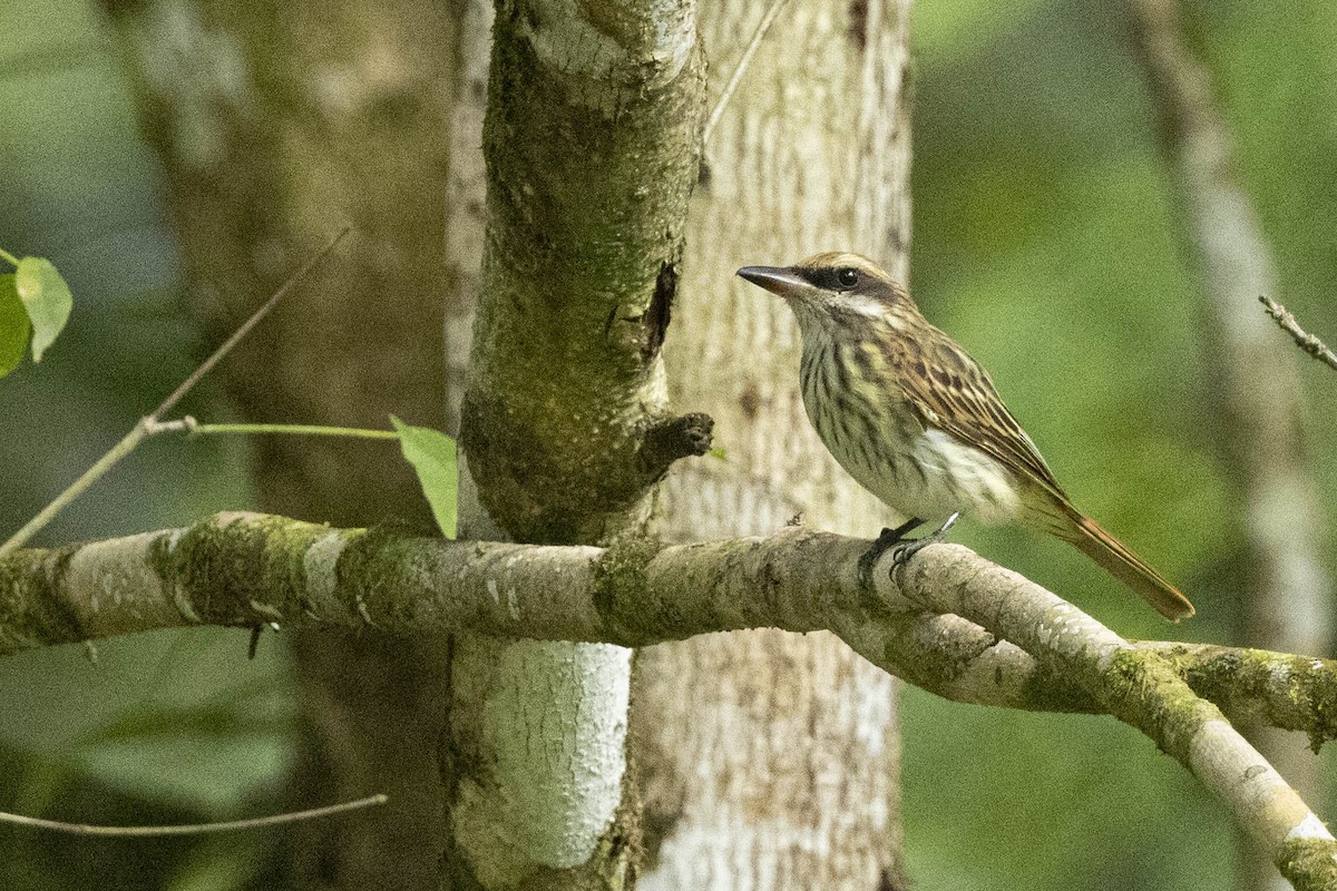Streaked Flycatcher - ML641787416