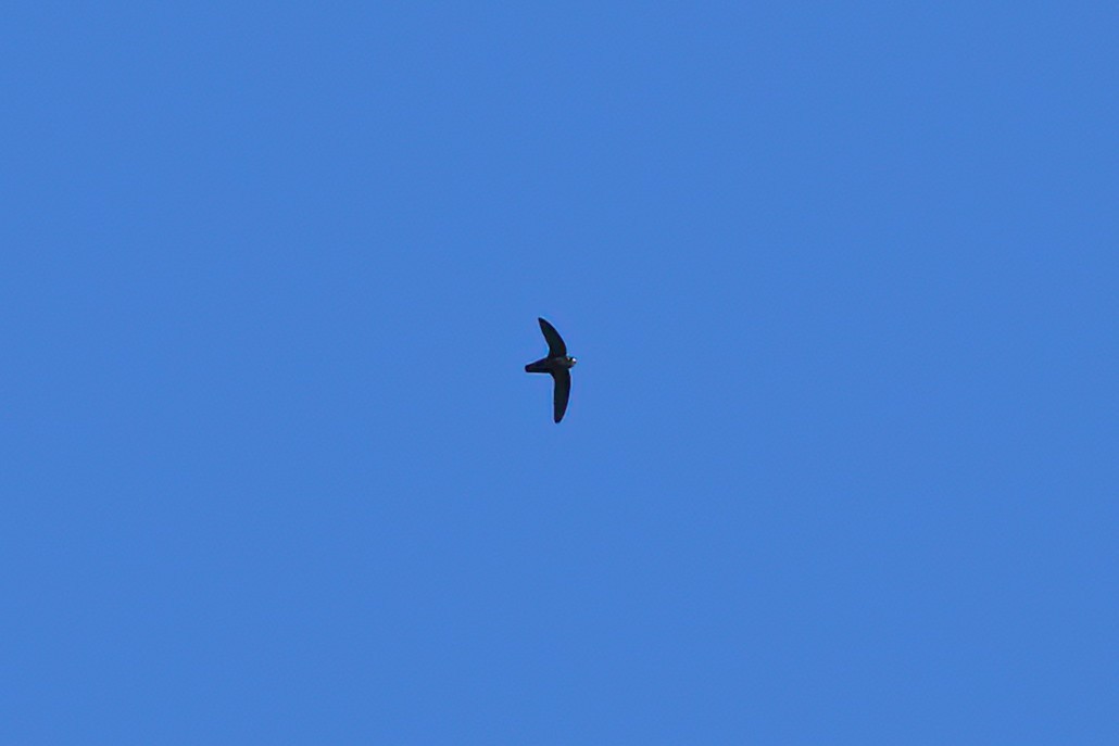Spot-fronted Swift - ML641787459
