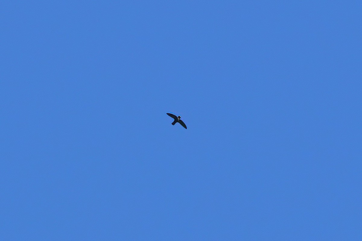 Spot-fronted Swift - ML641787460