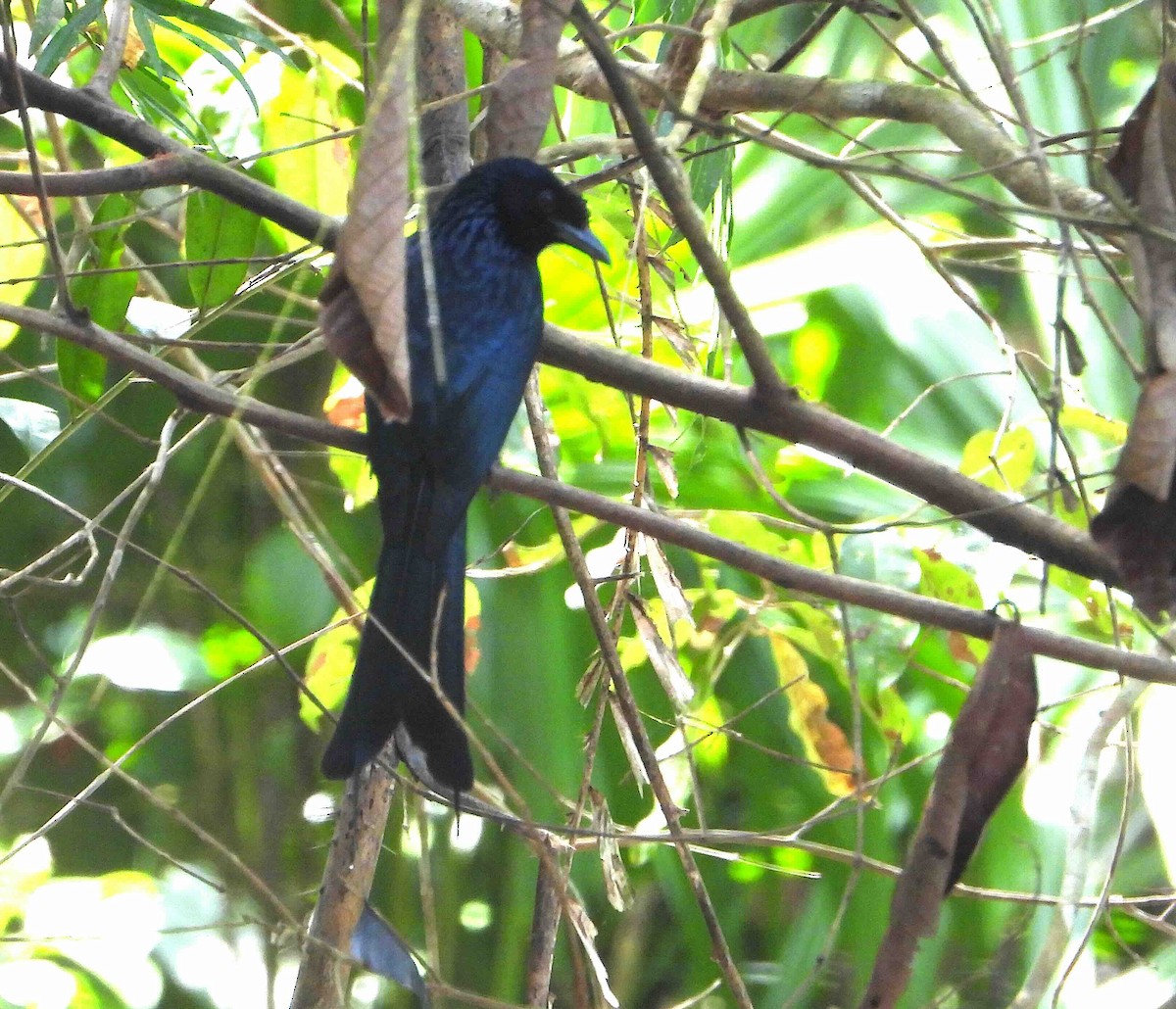 Greater Racket-tailed Drongo - ML641787578